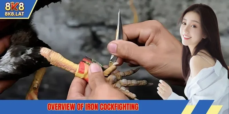 Overview of iron cockfighting