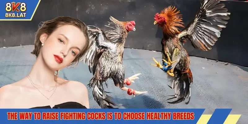 The way to raise fighting cocks is to choose healthy breeds