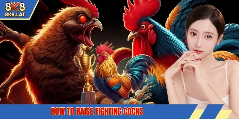 how to raise fighting cocks