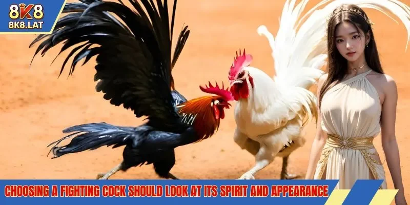Choosing a fighting cock should look at its spirit and appearance