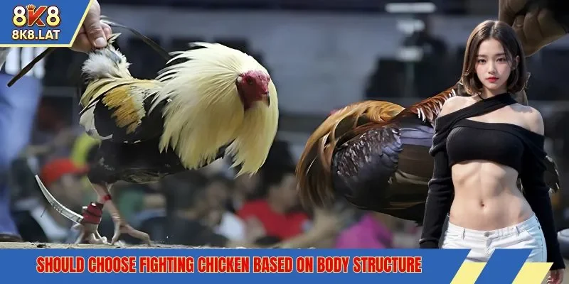 Should choose fighting chicken based on body structure