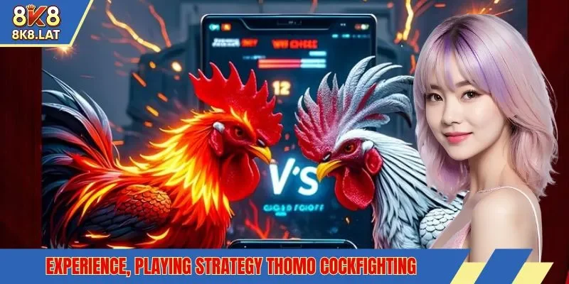 Experience, playing strategy Thomo cockfighting